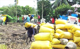 Sản xuất lúa gạo ở ĐBSCL: Khát vọng khẳng định vị thế hàng đầu